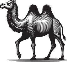 Sketch of walking camel vector