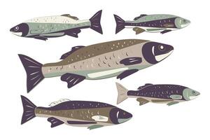 illustration with Anchovy fish living in the Mediterranean Sea and the Atlantic Ocean. vector