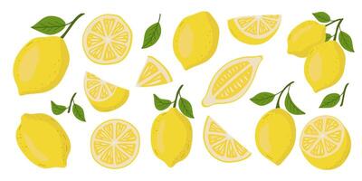 Fresh citrus, half sliced lemons and chopped lemon. Cut lemons. vector