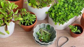 intérieur herbe jardin trousse avec Frais vert les plantes video