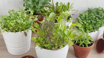 binnen- kruid tuin uitrusting met vers groen planten video