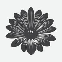 Print Captivating Silhouette of the Osteospermum Flower, Nature's Shadowed Elegance vector