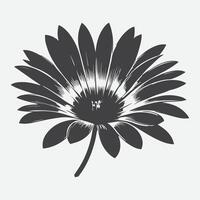 Print Captivating Silhouette of the Osteospermum Flower, Nature's Shadowed Elegance vector