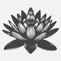 Print Mesmerizing Water Lily Flower Silhouette, A Symphony of Elegance and Tranquility vector