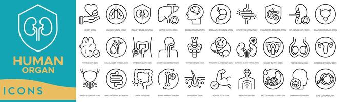 humano Organo icono colocar. corazón, pulmón símbolo, riñón emblema, hígado glifo, cerebro Organo, estómago símbolo, intestino y páncreas emblema vector