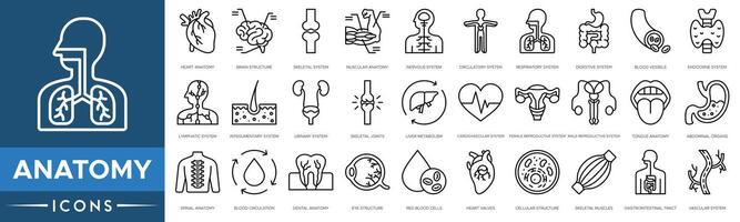 Anatomy icon set. Heart Anatomy, Brain Structure, Skeletal System, Muscular Anatomy, Nervous System, Circulatory System and Respiratory System vector