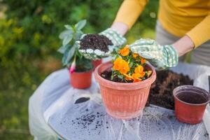 Close up image of senior woman gardening in her yard. She is planting flowers. photo