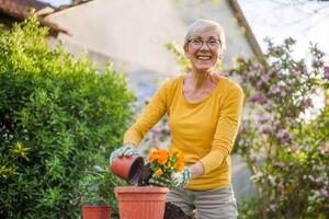 Happy senior woman gardening in her yard. She is planting flowers. photo