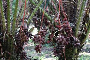 salacca en árbol. sala sumalee es un cultivar desde tailandia el serpiente frutas foto