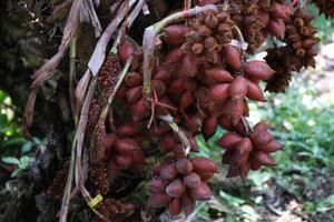 Salacca on tree. Sala Sumalee is a cultivar from Thailand. The snake fruits. photo