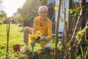 Happy senior woman gardening in her yard. She is is planting a flower photo