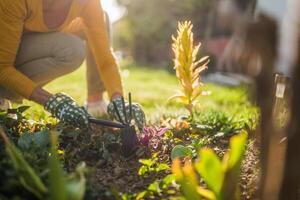 Close up image of senior woman gardening in her yard. She is using rake while planting a flower. photo