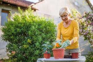 Happy senior woman gardening in her yard. She is planting flowers. photo