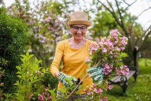 Portrait of happy senior woman gardening. She is pruning flowers. photo