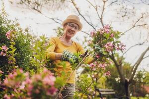 Portrait of happy senior woman gardening. She is pruning flowers. photo
