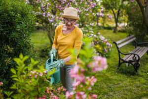 Happy senior woman enjoys watering plants in her garden. photo