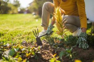 Close up image of senior woman gardening in her yard. She is using rake. photo