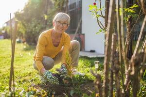 Happy senior woman gardening in her yard. She is is planting a flower. photo