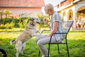 Senior woman scolding her husky dog while they spending time in yard. photo