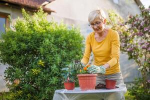 Happy senior woman gardening in her yard. She is planting flowers. photo