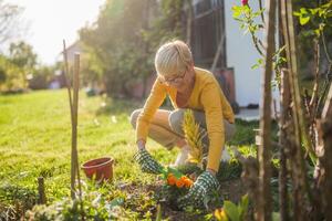 Happy senior woman gardening in her yard. She is is planting a flower photo