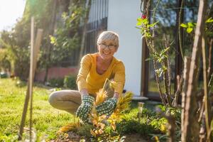 Happy senior woman gardening. She is pruning plants. photo