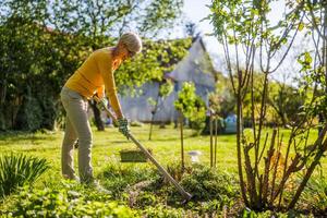 Happy senior woman gardening in her yard. She is using garden hoe. photo