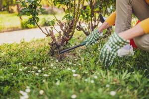 Close up image of senior woman gardening in her yard. She is using rake. photo