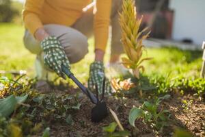 Close up image of senior woman gardening in her yard. She is using rake. photo