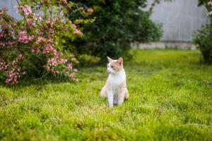 Portrait of beautiful domestic cat sitting and relaxing in green yard. photo