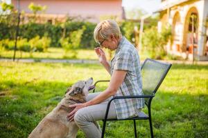 contento mayor mujer disfruta alimentación su hermosa fornido perro en patio trasero. foto