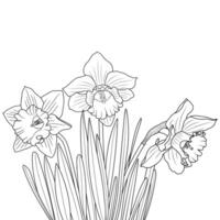 Blooming Outline Daffodil or Narcissus Flowers vector