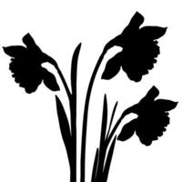 Blooming Daffodil or Narcissus Flowers Silhouettes vector