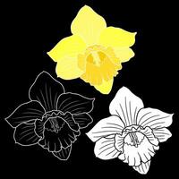 primavera narciso o narciso flores vector