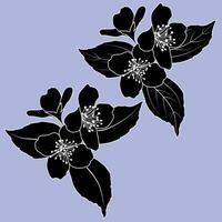 Spring Jasmine Flowers Monochrome Black and White Illustration vector
