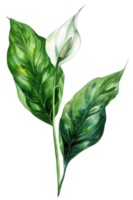 Peace Lily Leaf, Watercolor tropical Border, watercolor illustration, png