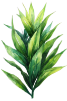 pandanus blad, vattenfärg tropisk gräns, vattenfärg illustration, png