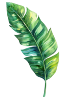 Thalia Leaf, Watercolor tropical Border, watercolor illustration, png