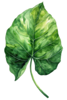 alocasia foglia, acquerello tropicale confine, acquerello illustrazione, png