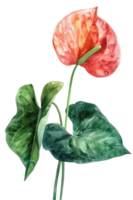 anthurium blad, waterverf tropisch grens, waterverf illustratie, png