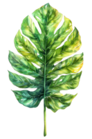 philodendron blad, vattenfärg tropisk gräns, vattenfärg illustration, png