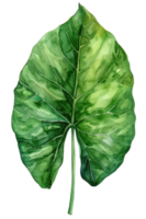 alocasia blad, waterverf tropisch grens, waterverf illustratie, png