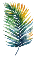 cycas blad, vattenfärg tropisk gräns, vattenfärg illustration, png