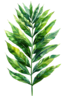 caryota palm blad, visstaart palm, waterverf tropisch grens, waterverf illustratie, png