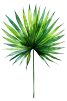 Hypophorbe Palme Blatt, Flasche Palme, Aquarell tropisch Grenze, Aquarell Illustration, png