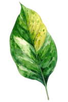 aglaonema hoja, acuarela tropical borde, acuarela ilustración, png