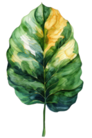 Calathea blad, vattenfärg tropisk gräns, vattenfärg illustration, png