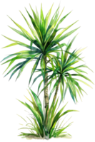 Ponytail Palm Leaf, Watercolor tropical Border, watercolor illustration, png