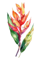 heliconia blad, vattenfärg tropisk gräns, vattenfärg illustration, png