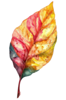 Croton Blatt, Aquarell tropisch Grenze, Aquarell Illustration, png